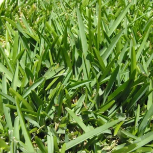 Zimbabwe Grass Sods (50kg Bag)