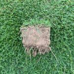 Paspalum Grass Sods (50Kg Bag)