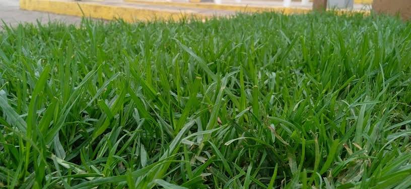Paspalum Grass Sods (50Kg Bag) - Image 2